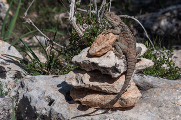 lizard on rock at the island of Delos in Cyprus