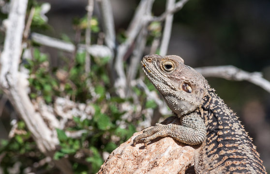 lizard on rock at the island of Delos in Cyprus