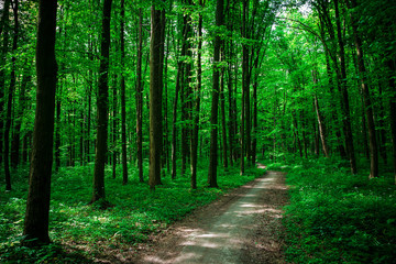 Fototapeta premium beautiful green forest