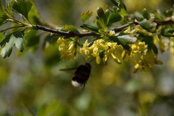 Bumblebee on the flowers of golden currant