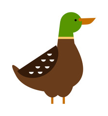 Cartoon duck farm animal character vector. 