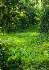 Orange garden in summer time