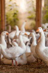 Geese at a farm