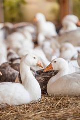 Fototapeta premium Geese at a farm