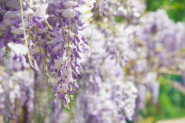 Wisteria sinensis Prolific