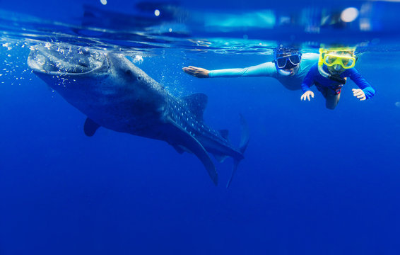 Boy snorkeling with whale shark