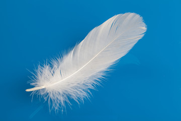 white swan feather isolated on blue background