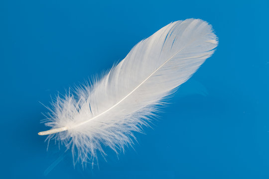 white swan feather isolated on blue background