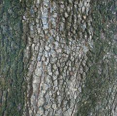 çınar ağacı kök dokusu