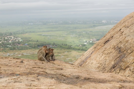Monkey sitting on rock over rural landscape