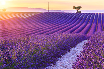 Fototapeta na wymiar Beautiful sunset lavender field