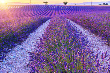 Fototapeta na wymiar Beautiful sunset lavender field