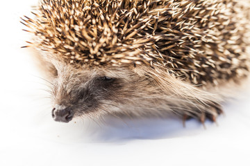 hedgehog in front of white background