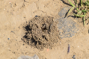 Andrena bee at the entrance to its nest