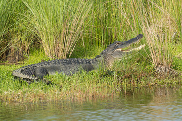 Large American alligator in Florida