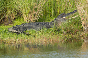 Large American alligator in Florida