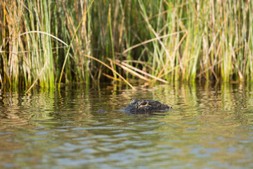 Large American alligator in Florida