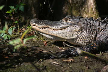 Large American alligator in Florida
