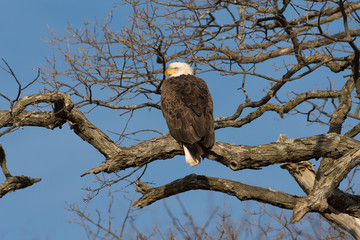 Bald Eagle in a tree