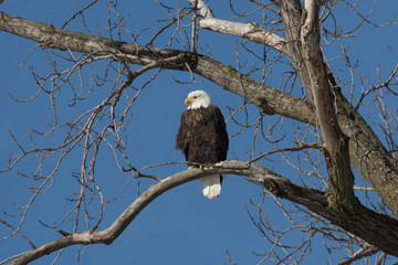 Bald Eagle in a tree
