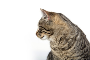 Portrait of tabby cat