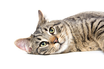 Portrait of tabby cat