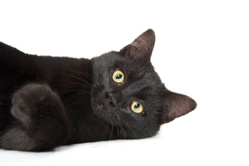 Cute black cat on white - Powered by Adobe