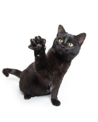 Cute black cat swinging its paws