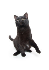 Cute black cat swinging its paws
