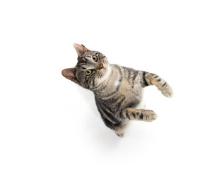 Tabby cat jumping