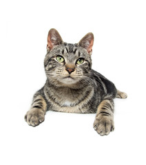 Cute tabby kitten
