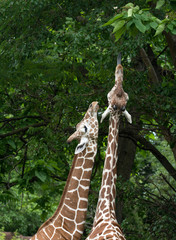 Two giraffes feeding