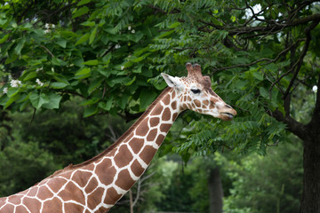 Portrait of a giraffe