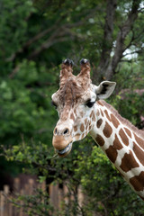 Portrait of a giraffe