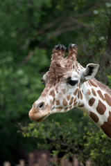 Portrait of a giraffe