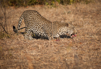 Leopard in morning sun