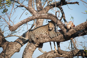 Fototapeta na wymiar Leopard feeding on impala