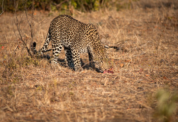 Leopard in morning sun