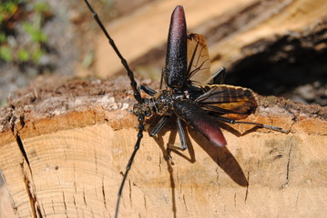 CAPRICORNE DU CH&Ecirc;NE
