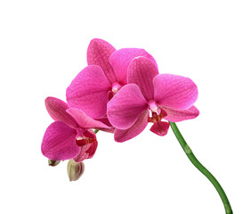 Fototapeta na wymiar Phalaenopsis orchid flowers isolated on white