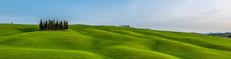 Cypress in Tuscany countryside