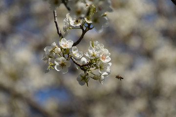 Pollination of flowers by bees pears