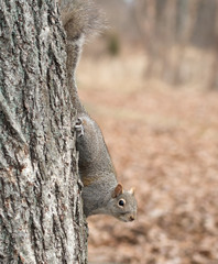 Squirrel clinging to tree