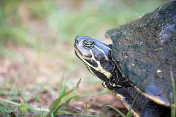 Snapping turtle laying its eggs