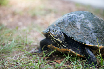 Snapping turtle laying its eggs