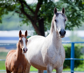 Arabian mare and foal portrait, square photo