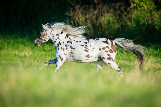 Appaloosa horse running in field