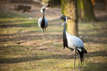 Demoiselle Crane on a walk
