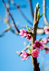 Flowering peach