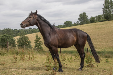 dunkelbraunes Pferd grast friedlich auf der Weide